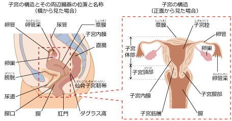 子宮内膜症が発生する部位
